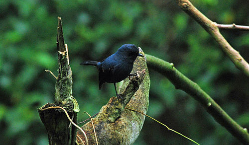 Slaty robin